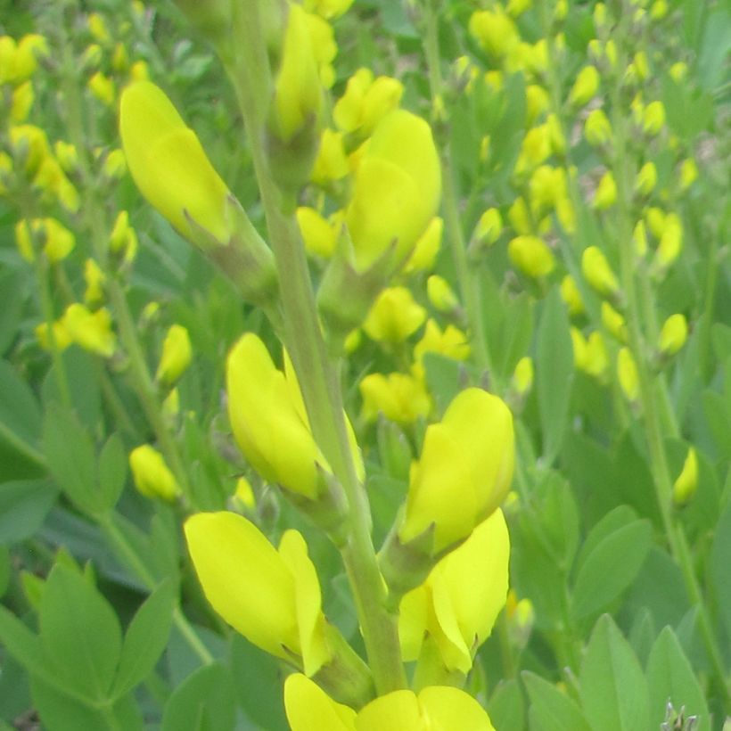 Baptisia tinctoria - Wilde indigo (Bloei)