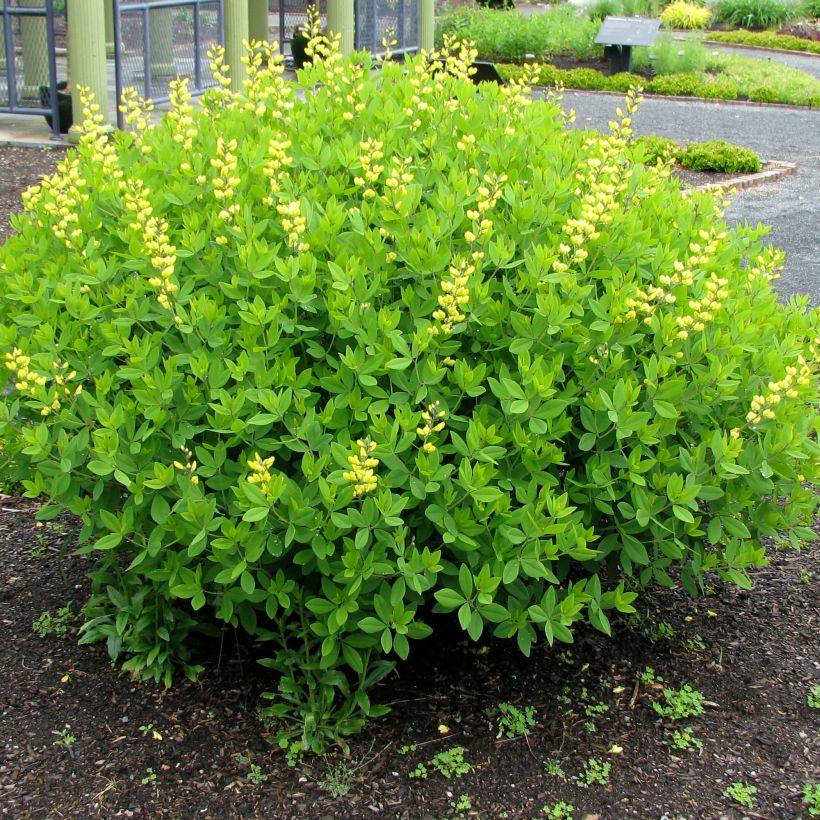 Baptisia tinctoria - Wilde indigo (Groeiplaats)