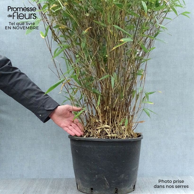 Exemplaar van Bashania fargesii - Bergbamboe Pot van 12 l/15 l zoals geleverd in de herfst