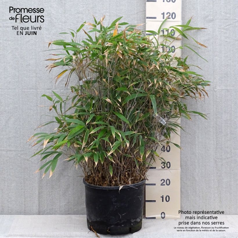Exemplaar van Bashania fargesii - Bergbamboe Pot van 12 l/15 l zoals geleverd in de zomer