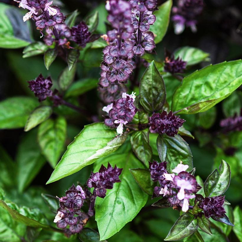 Kaneelbasilicum Cinamonette (Bloei)