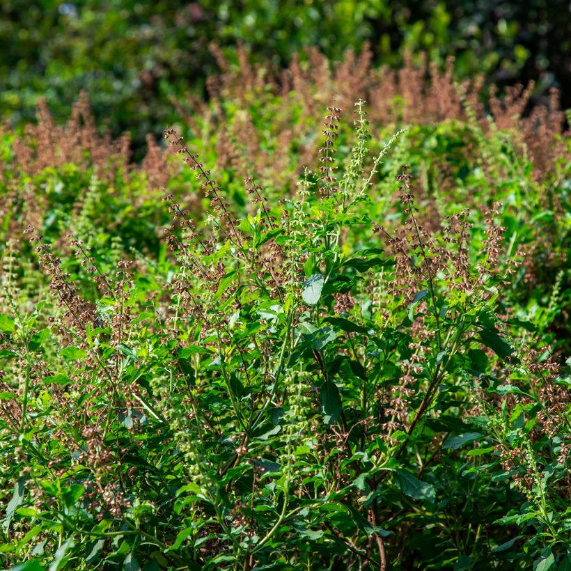 Kaneelbasilicum Cinamonette (Groeiplaats)