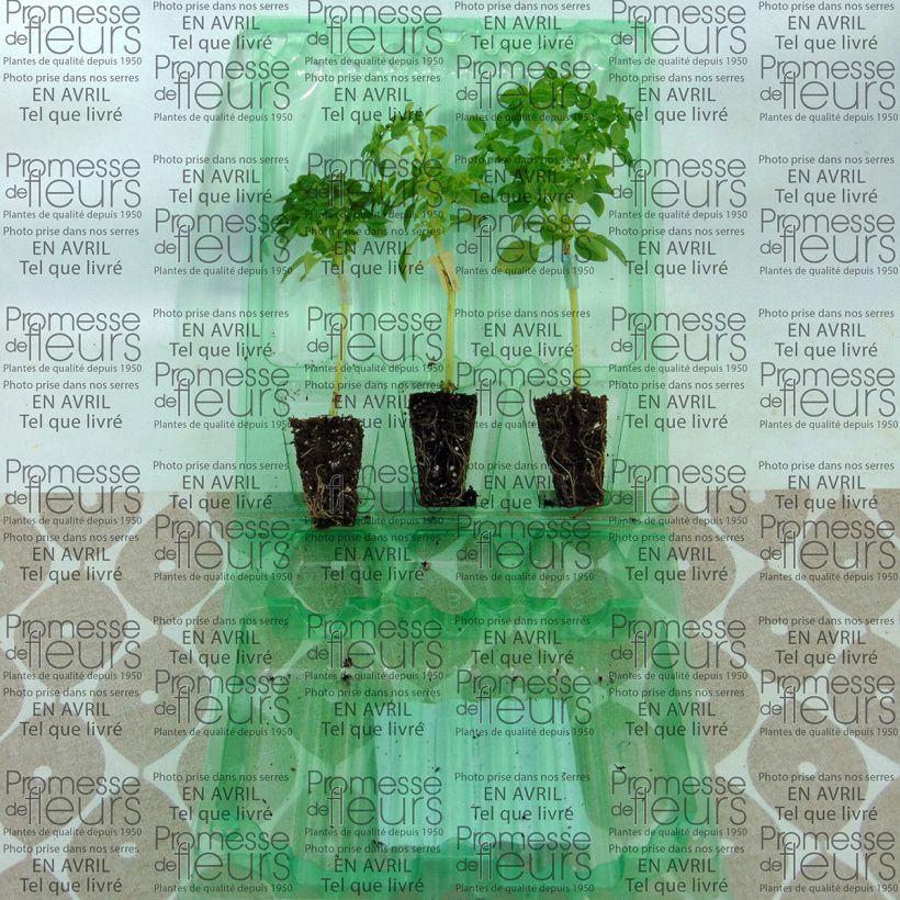 Voorbeeld van een exemplaar van Basilicum El Greco (jonge planten - geënt) Mini-mot Ø 3/4 cm zoals geleverd