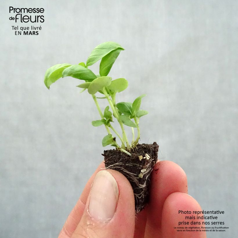 Exemplaar van Grote groene basilicum compact Mini-mot Ø 3/4 cm zoals geleverd in de lente