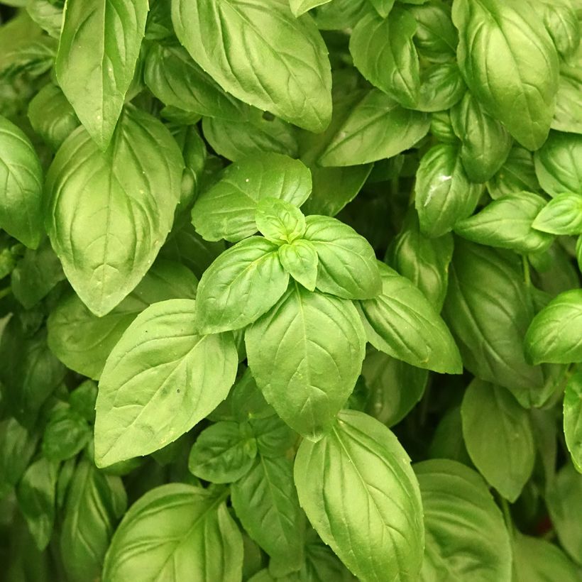 Basilicum Everleaf Emerald Tower (Blad)