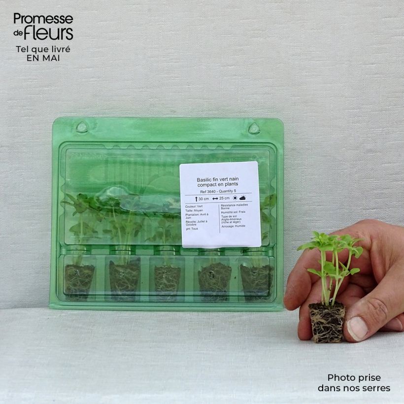 Exemplaar van Dwergbasilicum Fijn groen (jonge planten) Mini-mot Ø 3/4 cm zoals geleverd in de lente