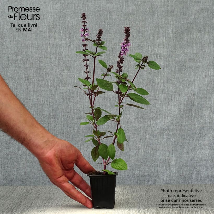 Exemplaar van Kampferbasilicum Magic Mountain (jonge planten) Kweekpotje van 7/8 cm zoals geleverd in de lente