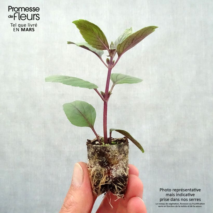 Exemplaar van Kampferbasilicum Magic Mountain (jonge planten) Mini-mot Ø 3/4 cm zoals geleverd in de lente