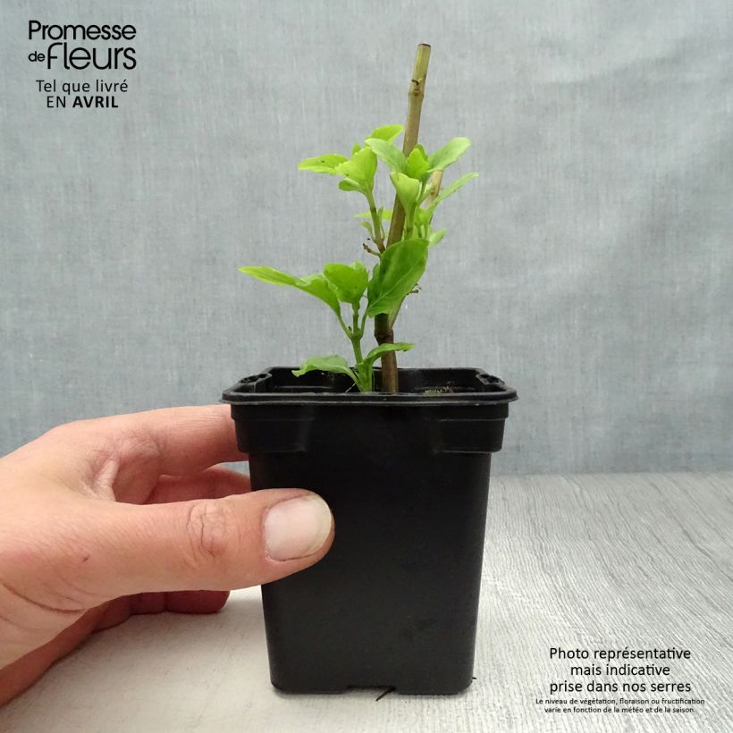 Example of Anijsbasilicum Selloi meerjarih Kweekpotje van 8/9 cm as you get in printemps