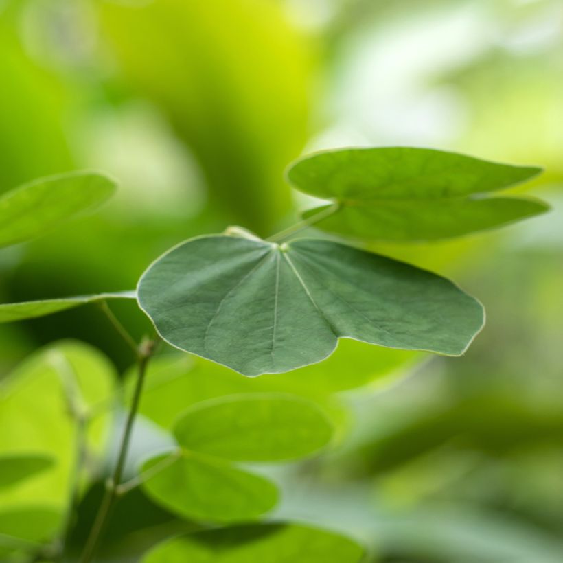 Bauhinia acuminata - Witte orchideënboom (Blad)