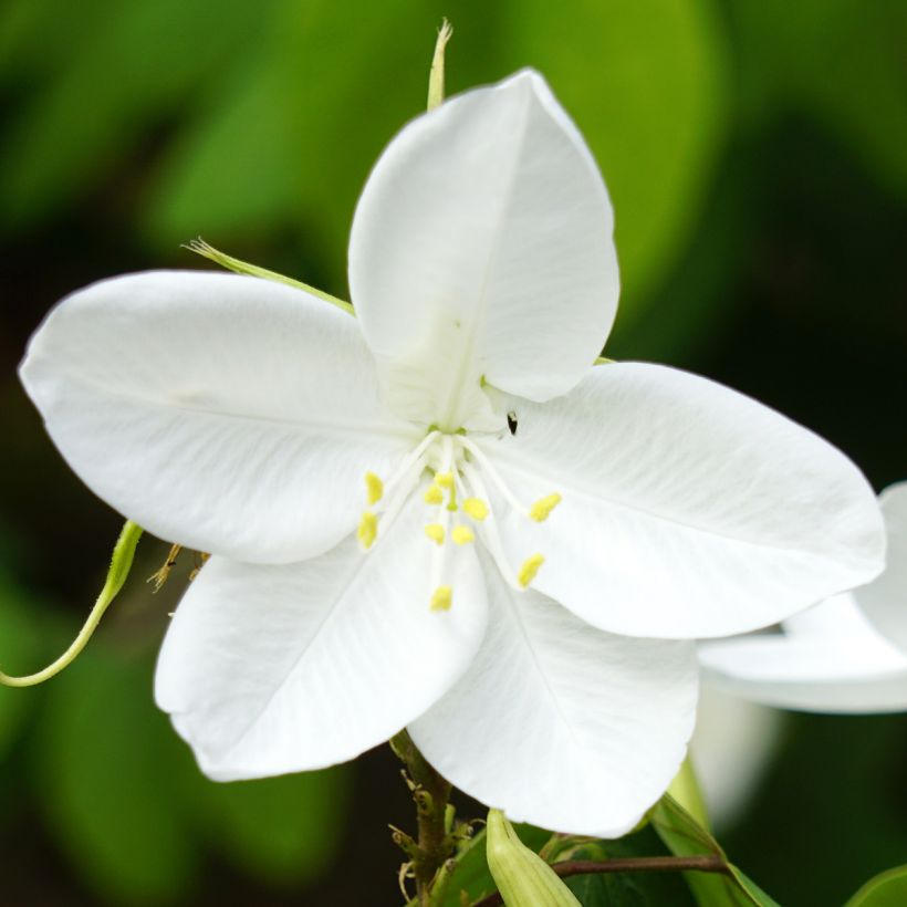 Bauhinia acuminata - Witte orchideënboom (Bloei)