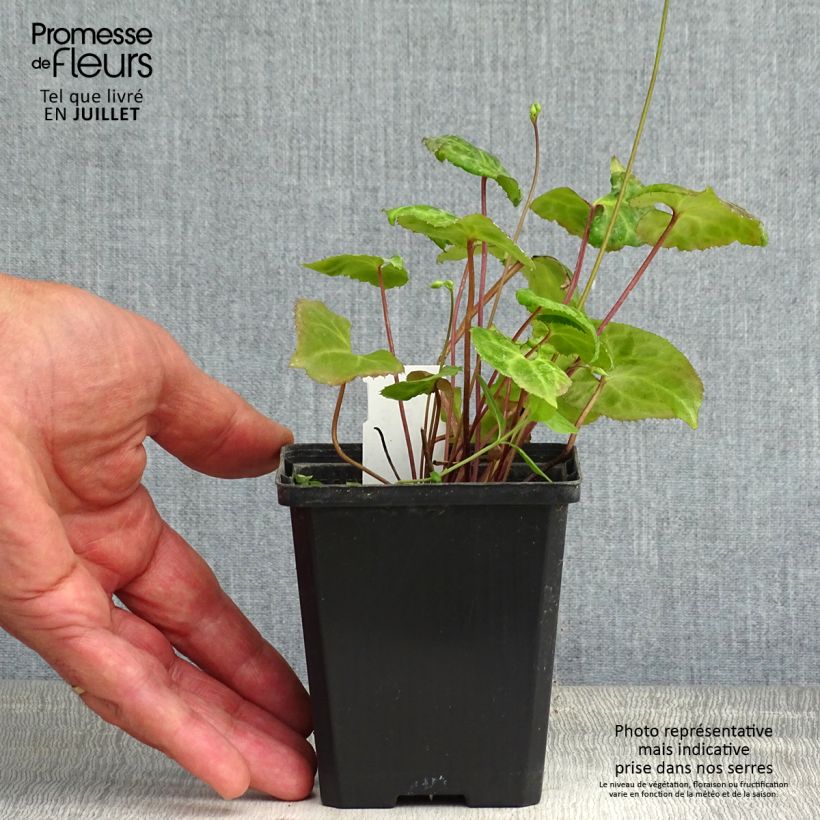Exemplaar van Beesia calthifolia - Knolbegonia Kweekpotje van 8/9 cm zoals geleverd in de zomer