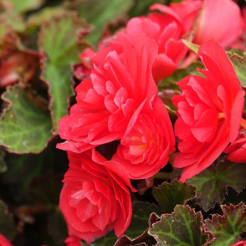 Begonia Bellissa Rood - Knolbegonia (Bloei)