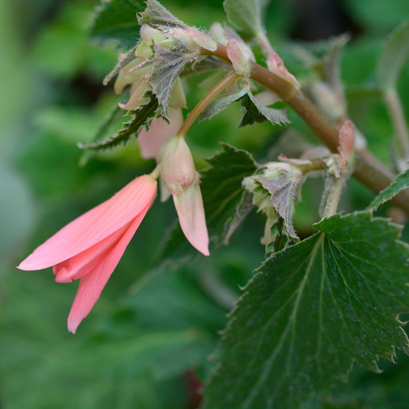 Begonia boliviensis San Francisco - Boliviaanse hangbegonia (Bloei)