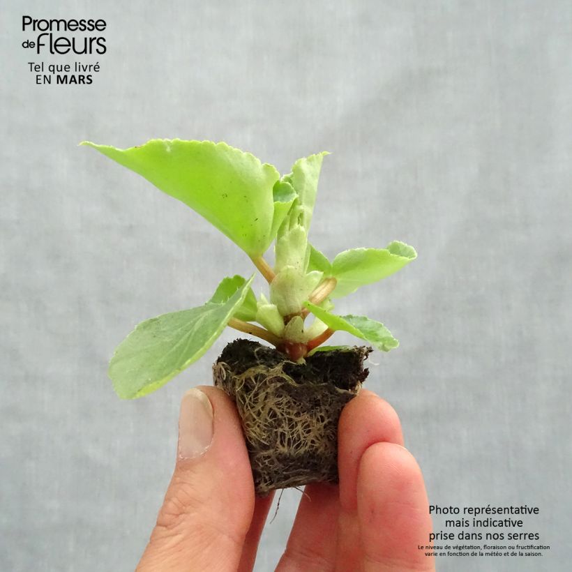 Exemplaar van Begonia Big F1 Roze - Perkbegonia Mini-mot Ø 3/4 cm zoals geleverd in de lente