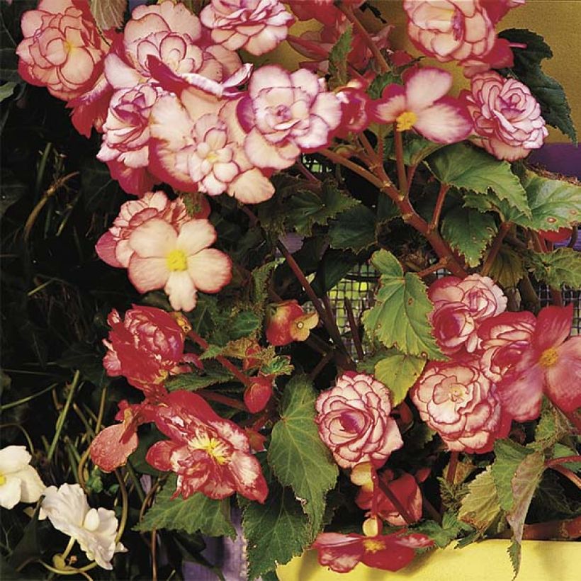 Begonia tuberhybrida Bouton de Rose - Knolbegonia (Groeiplaats)