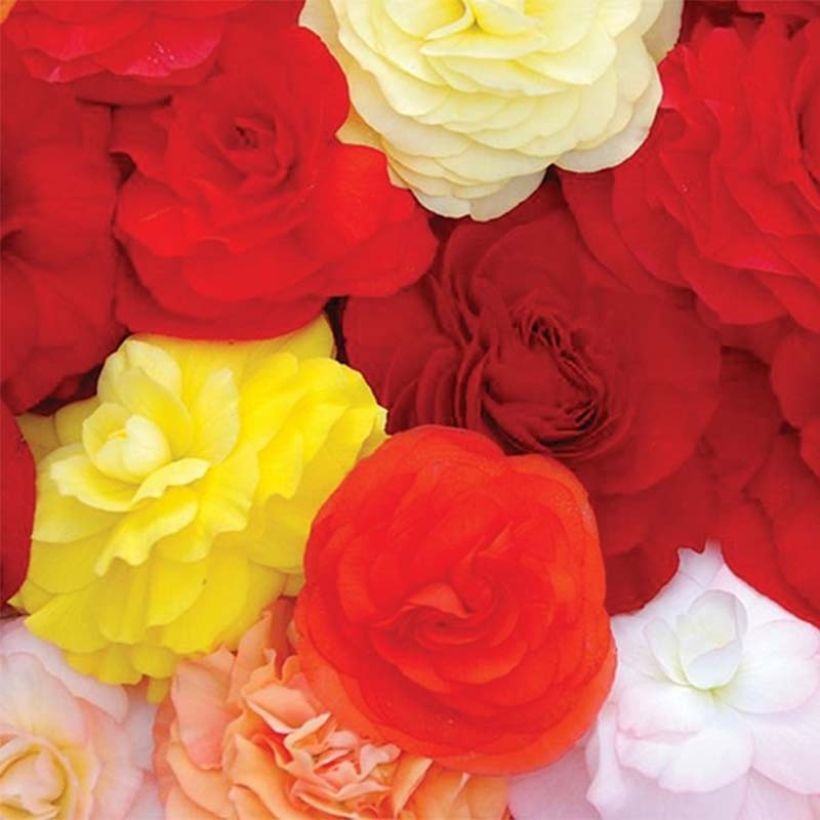 Begonia Rex Compacta - Bladbegonia (Bloei)