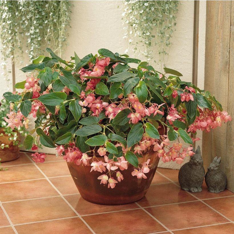 Begonia Dragon Wing Roze in plantgoed - Waterbegonia (Groeiplaats)
