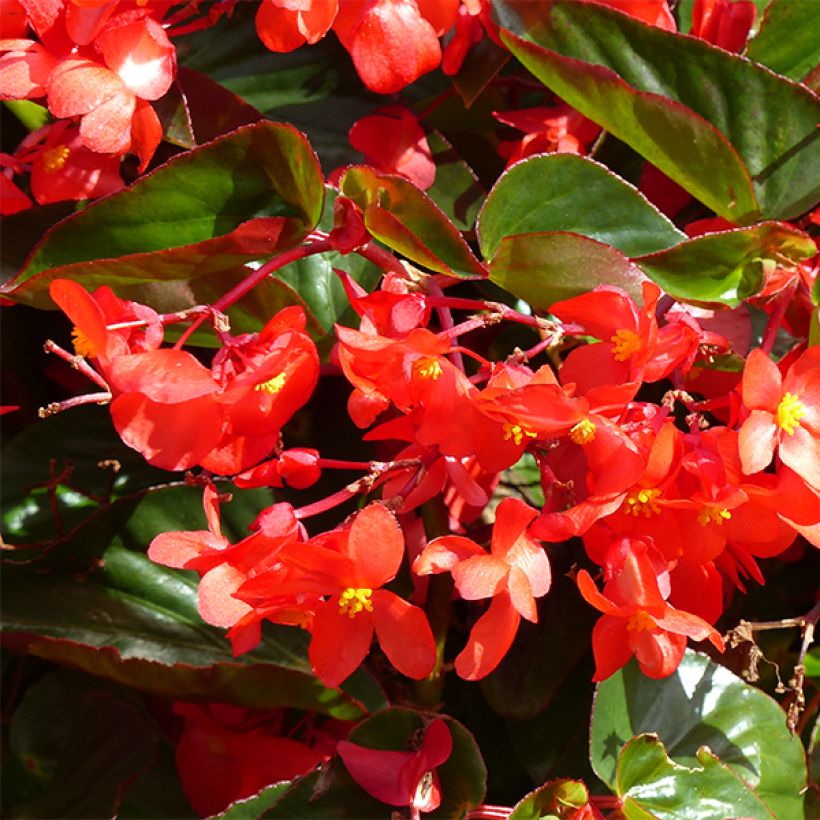 Begonia Dragon Wing Rood - Waterbegonia (Bloei)