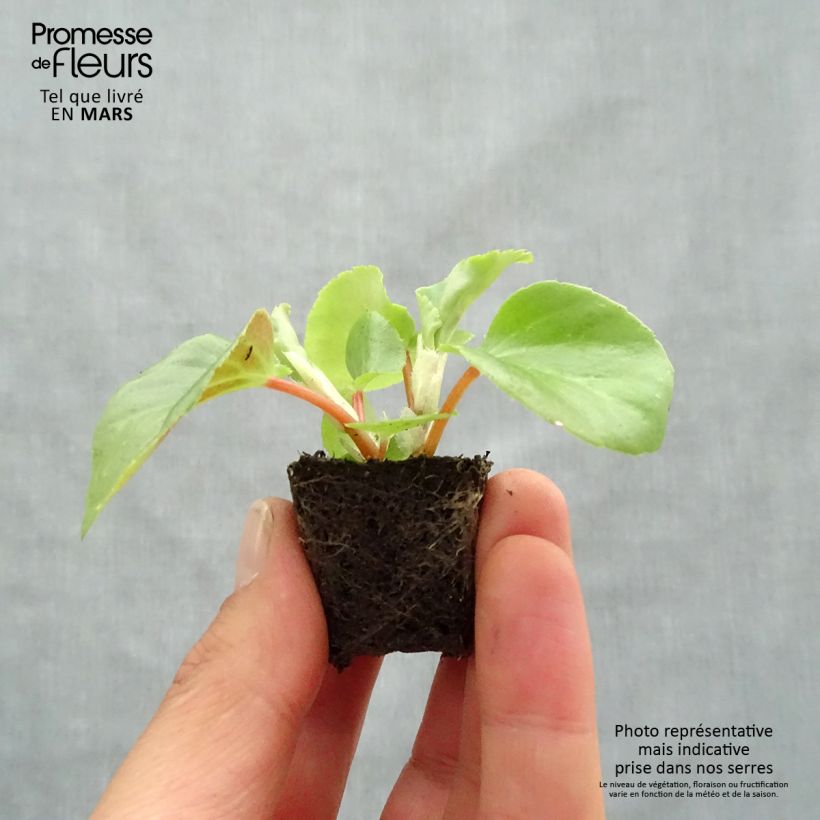 Exemplaar van Begonia Dragon Wing Rood - Waterbegonia Mini-mot Ø 3/4 cm zoals geleverd in de lente