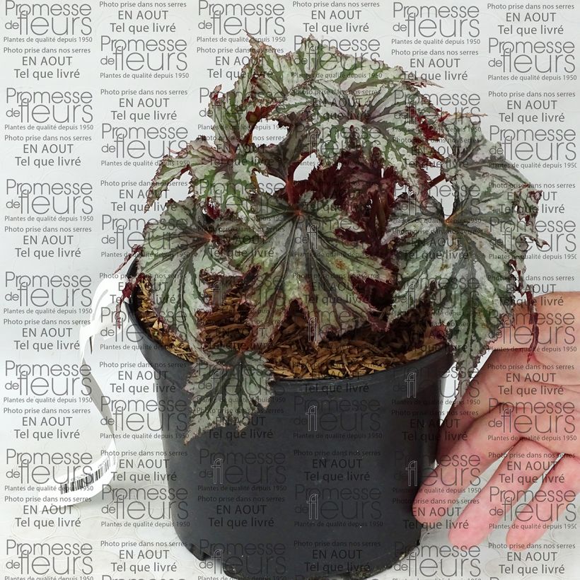 Voorbeeld van een exemplaar van Begonia Garden Angel Blush - Bladbegonia Pot van 2 l/3 l zoals geleverd
