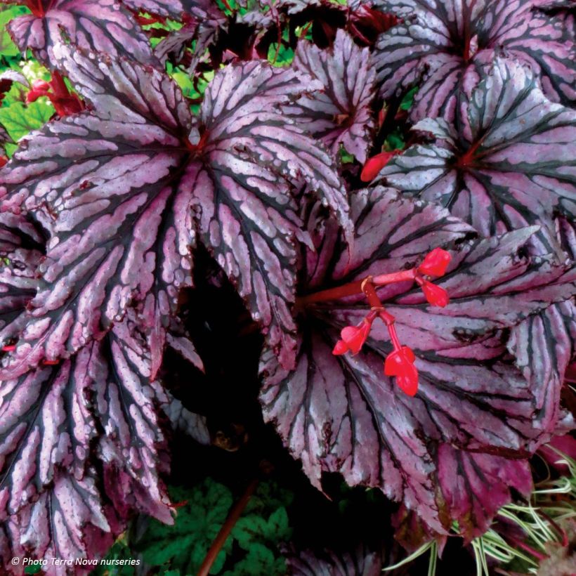 Begonia Garden Angel Plum - Bladbegonia (Bloei)