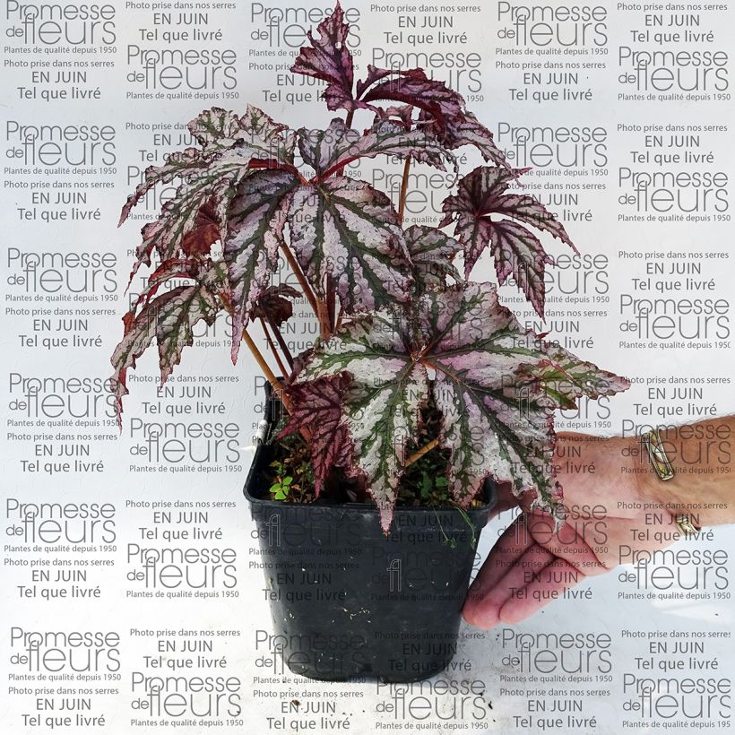 Voorbeeld van een exemplaar van Begonia Garden Angel Plum - Bladbegonia Pot van 2 l/3 l zoals geleverd