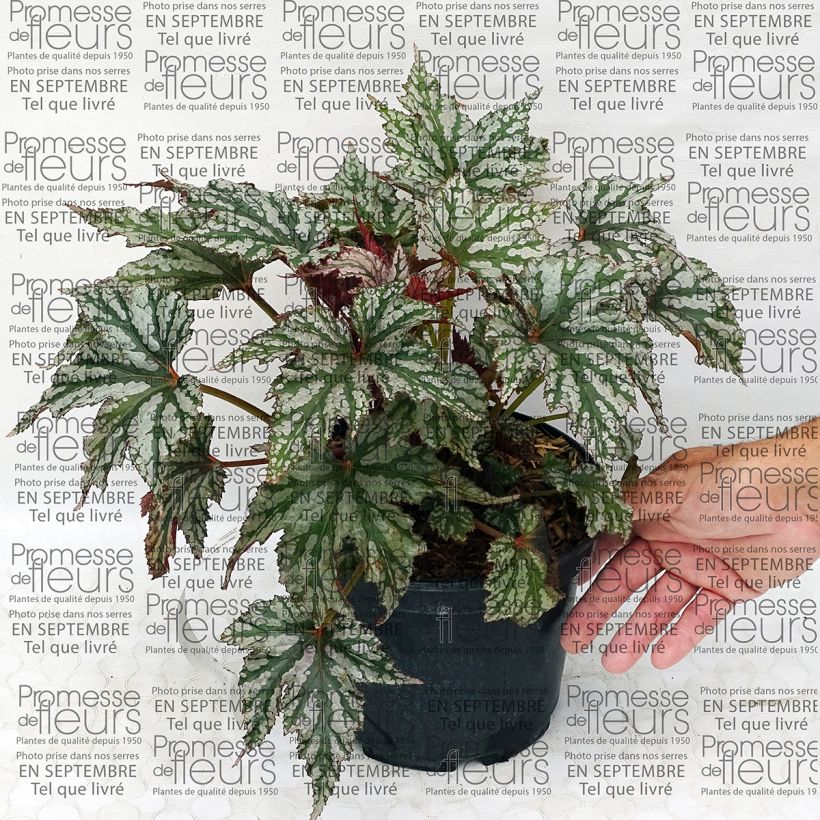 Voorbeeld van een exemplaar van Begonia Garden Angel Silver - Bladbegonia Pot van 2 l/3 l zoals geleverd