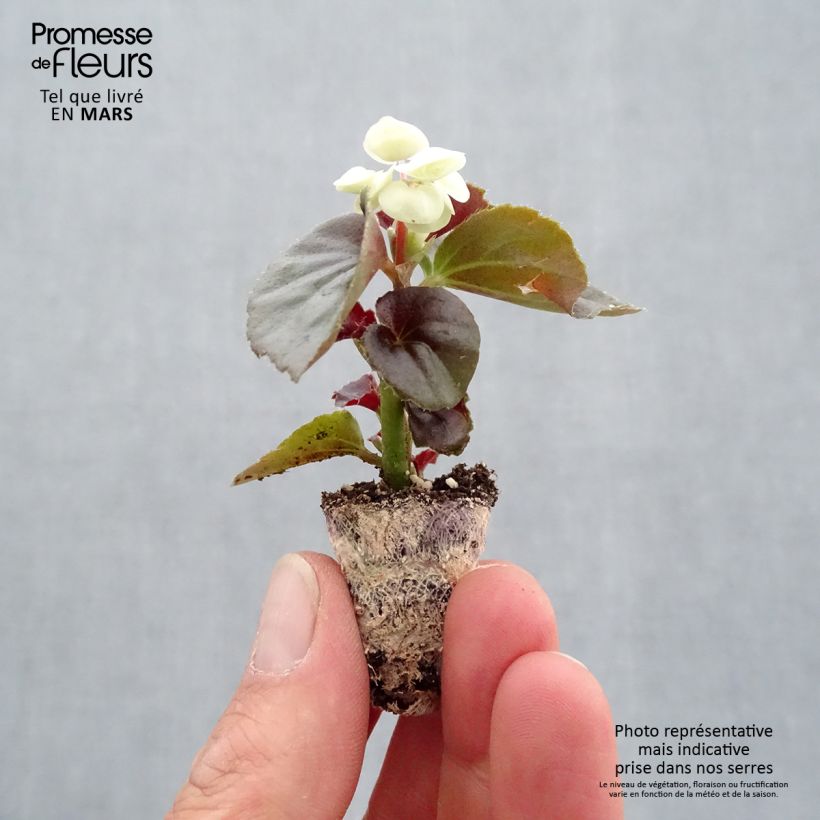 Exemplaar van Begonia Gumdrop Coco Wit - Waterbegonia Mini-mot Ø 1,5/2,5 cm zoals geleverd in de lente