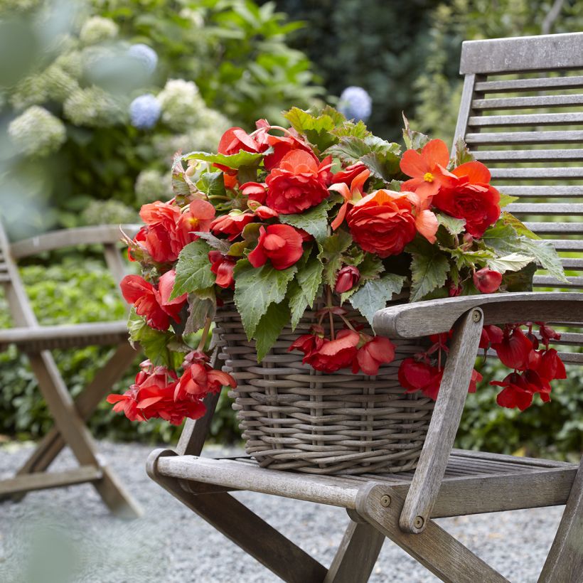 Begonia Odorata Red Glory - Knolbegonia (Groeiplaats)