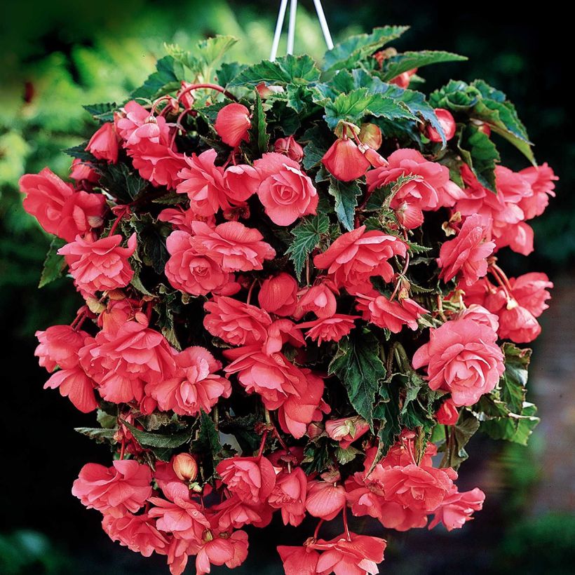 Begonia tuberhybrida Cascade Roze - Knolbegonia (Bloei)