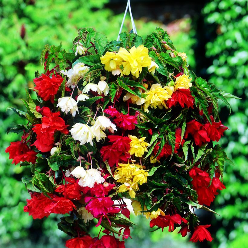 Begonia tuberhybrida Pendula Mix 6 Couleurs - Knolbegonia (Bloei)