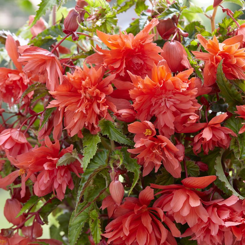 Begonia tuberhybrida Pendula Salmon - Knolbegonia (Flowering)