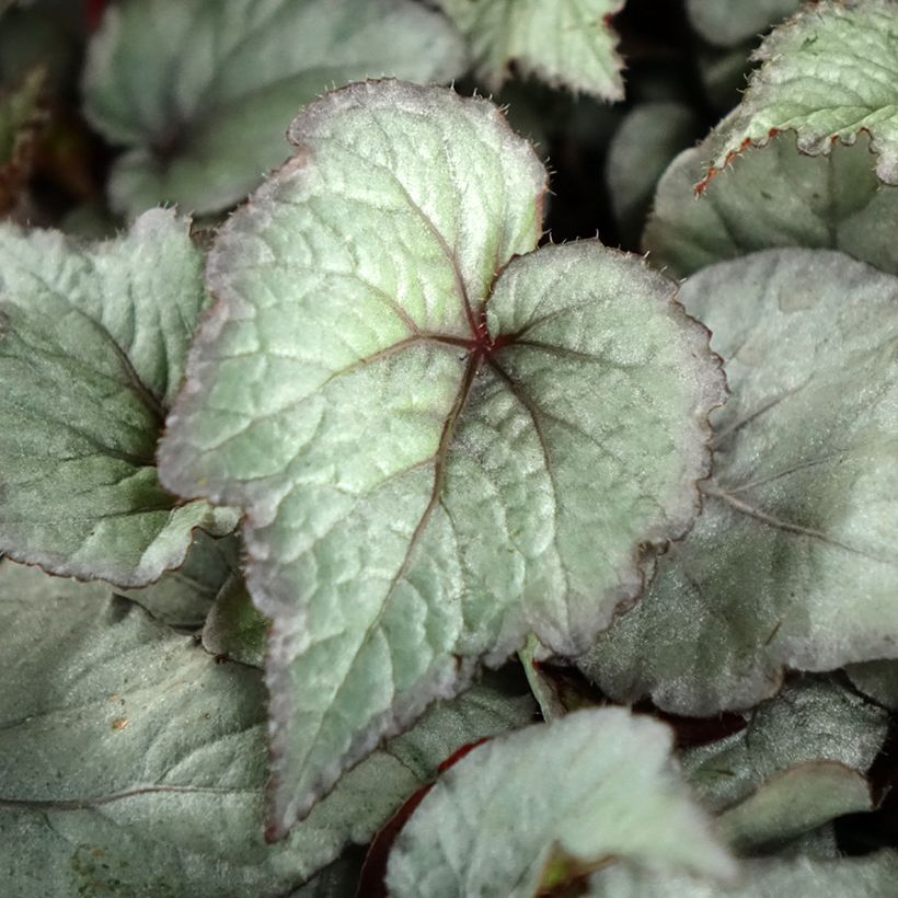 Begonia Rex Pink Pop - Bladbegonia (Blad)
