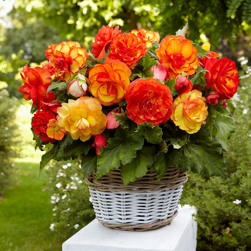 Begonia Sangria - Knolbegonia (Plant habit)