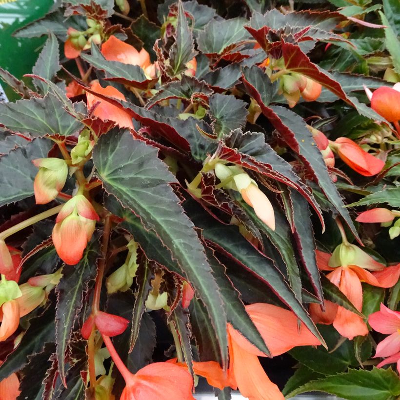 Begonia boliviensis Summerwings Oranje - Hangbegonia (Blad)