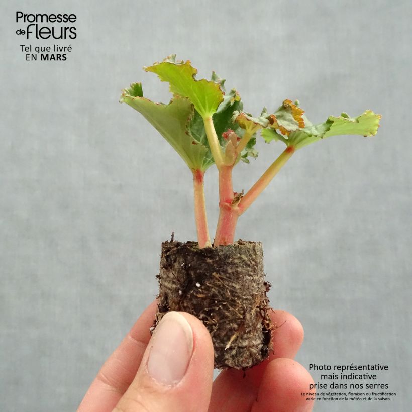 Exemplaar van Begonia Sunbrero Bicolor - Knolbegonia Mini-mot Ø 3/4 cm zoals geleverd in de lente