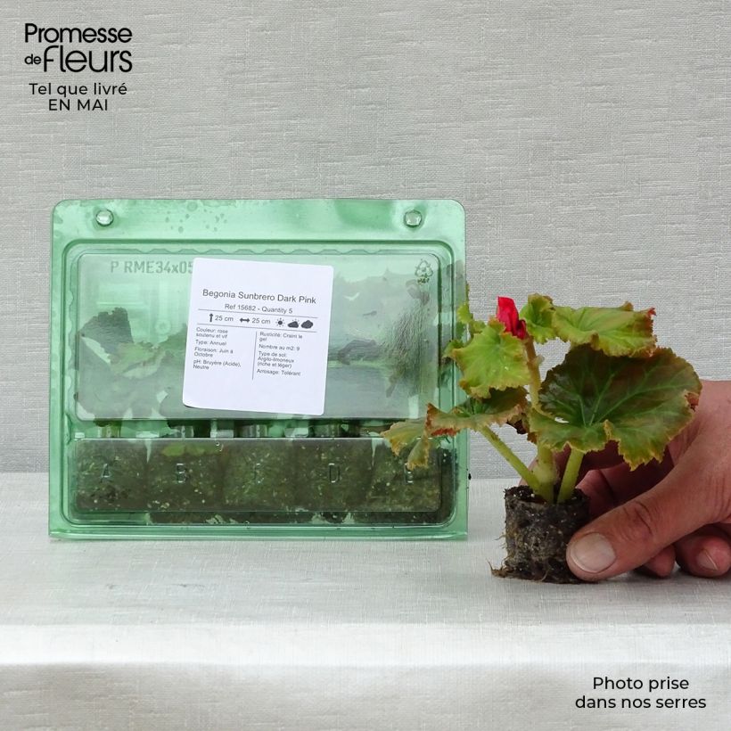 Exemplaar van Begonia Sunbrero Donkerroze - Knolbegonia Mini-mot Ø 3/4 cm zoals geleverd in de lente