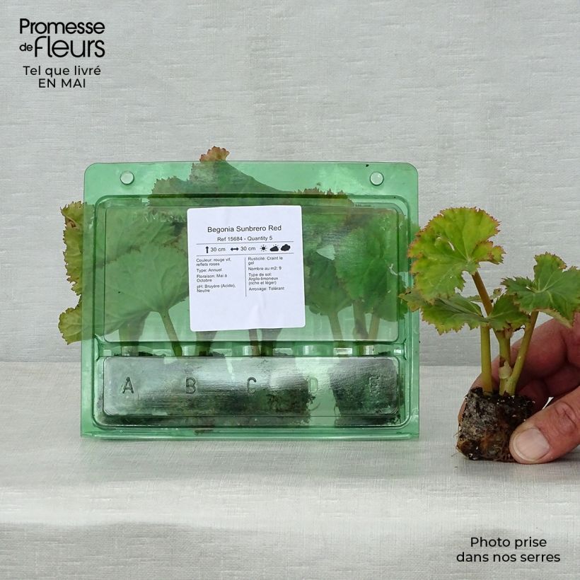 Exemplaar van Begonia Sunbrero Rood - Knolbegonia Mini-mot Ø 3/4 cm zoals geleverd in de lente