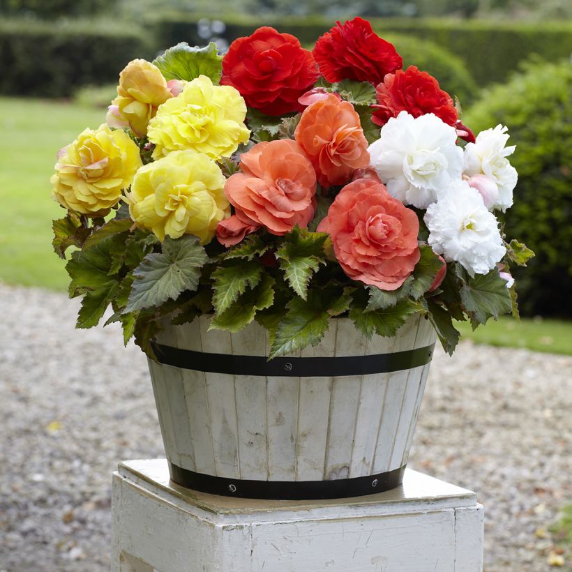 Begonia tuberhybrida Superba Mix 5 Couleurs - Knolbegonia (Groeiplaats)