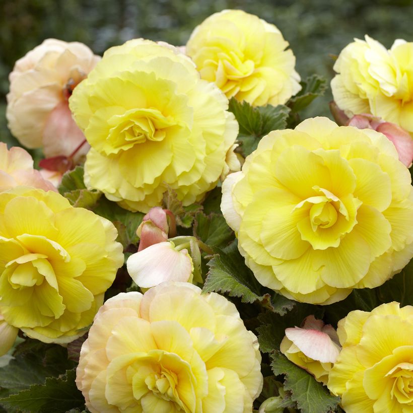 Bégonia tubéreux jaune double - Begonia Superba Yellow (Bloei)