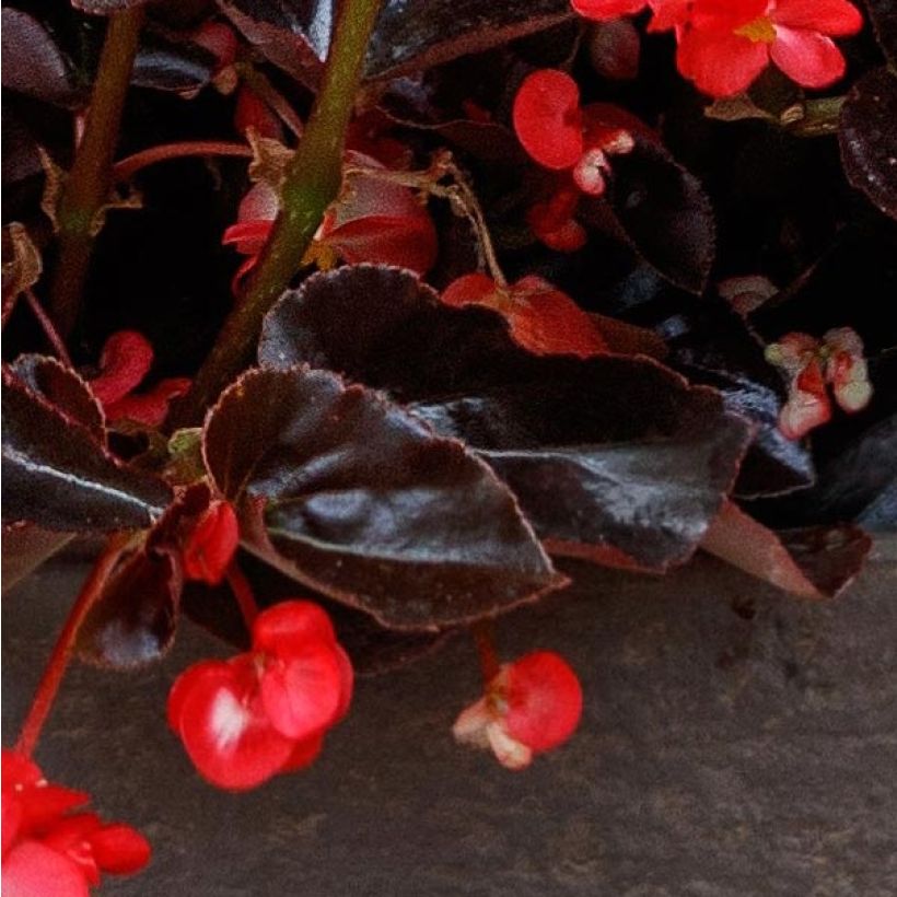 Begonia Viking Bronze Rood in plantgoed - Begonia (Blad)