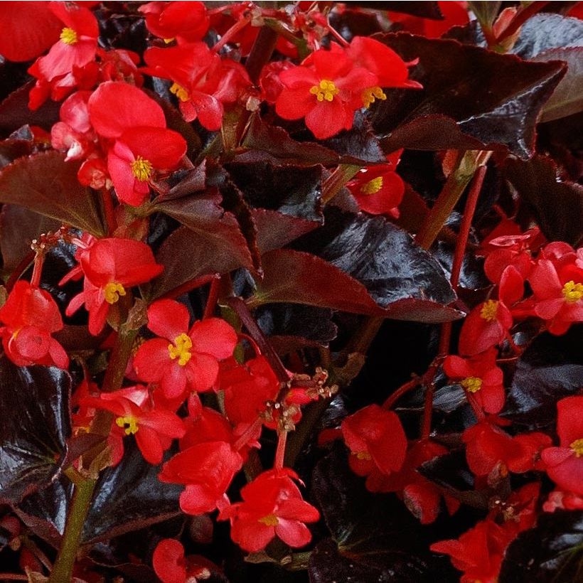 Begonia Viking Bronze Rood in plantgoed - Begonia (Bloei)