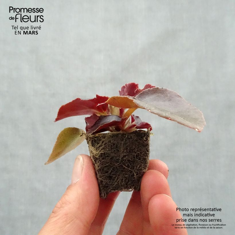 Exemplaar van Begonia Viking Bronze Rood in plantgoed - Begonia Mini-mot Ø 3/4 cm zoals geleverd in de lente