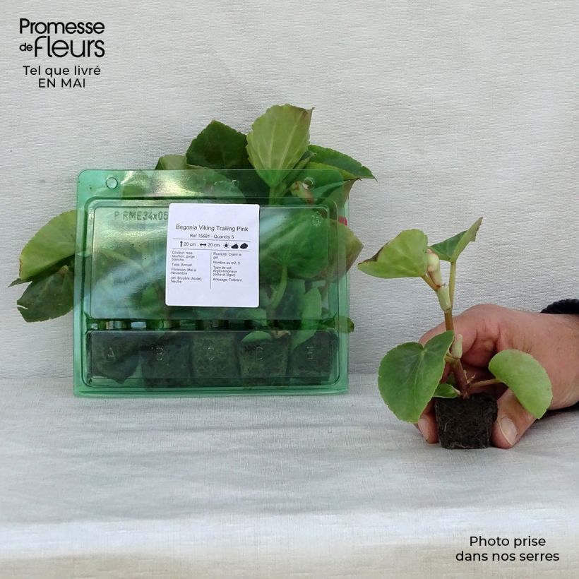 Exemplaar van Begonia Viking Trailing Roze - Begonia Mini-mot Ø 3/4 cm zoals geleverd in de lente