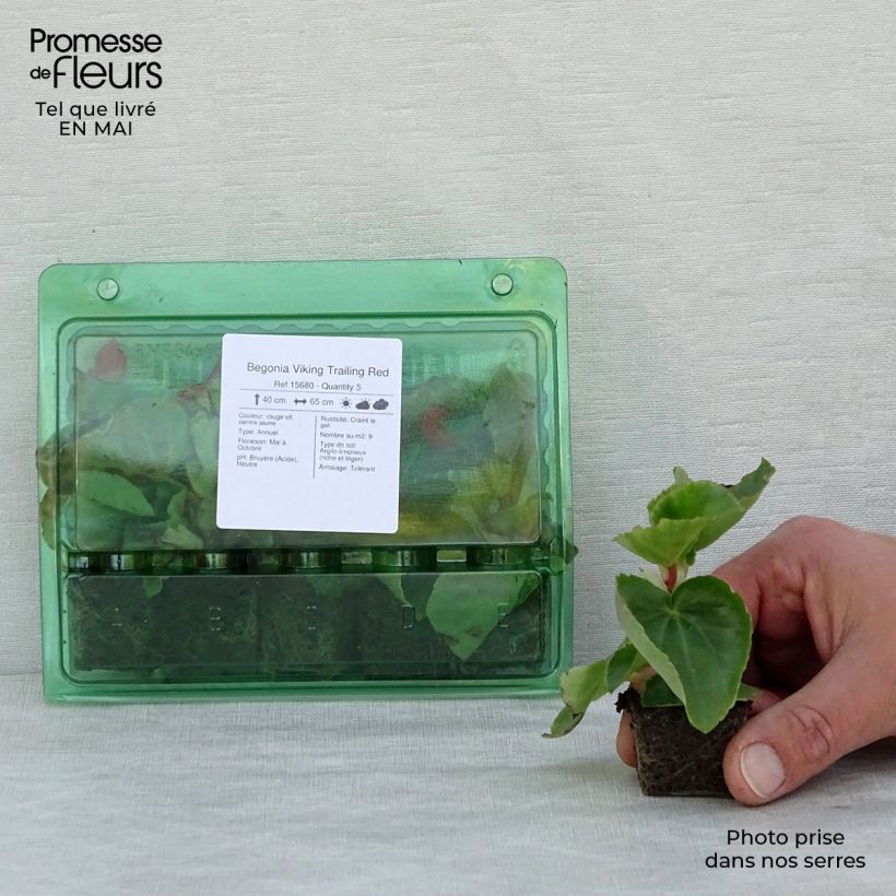 Exemplaar van Begonia Viking Trailing Rood - Begonia Mini-mot Ø 3/4 cm zoals geleverd in de lente