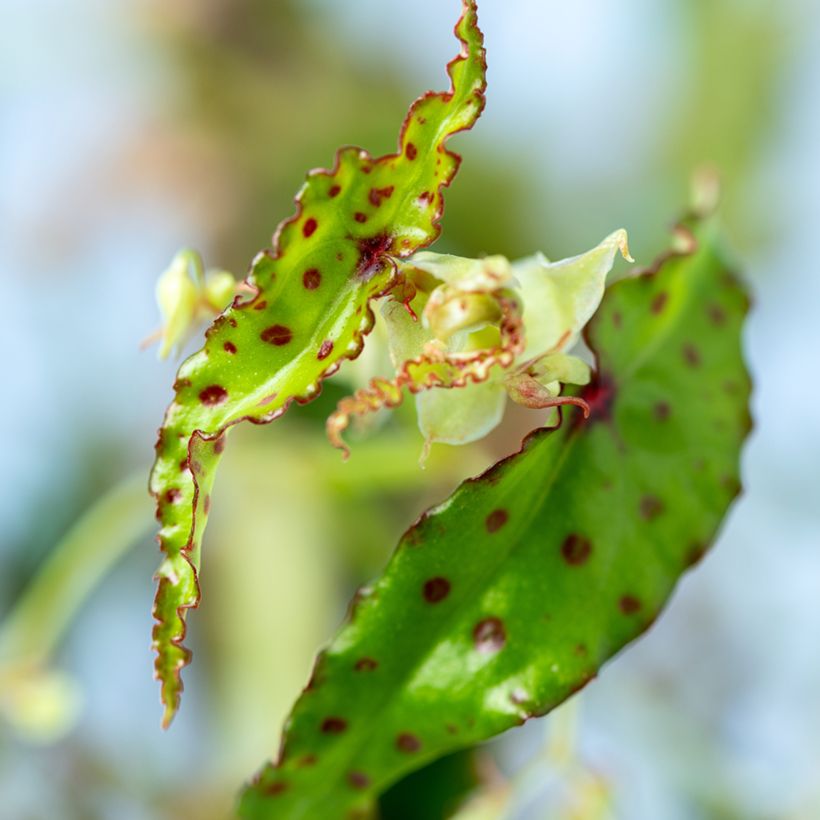 Begonia amphioxus - Begonia (Blad)