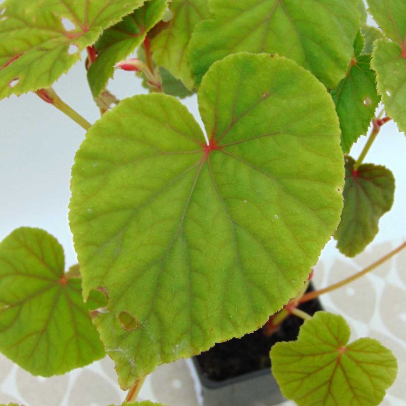 Begonia grandis subsp. evansiana - Scheefblad (Blad)