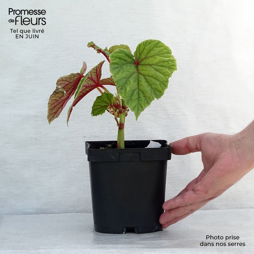 Exemplaar van Begonia grandis subsp. evansiana - Scheefblad Kweekpotje van 8/9 cm zoals geleverd in de zomer