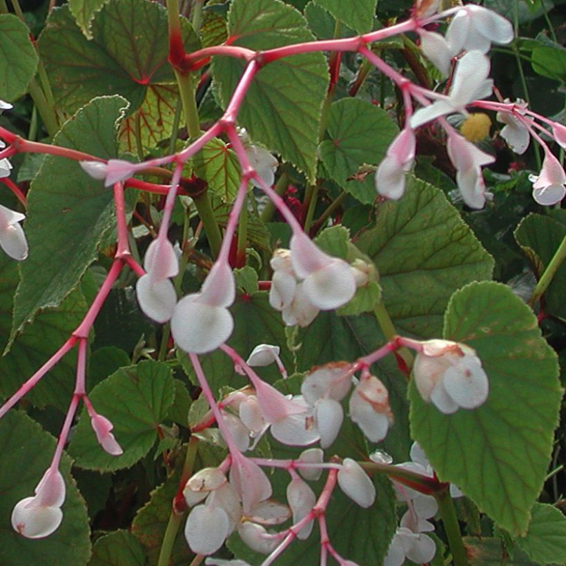 Begonia grandis subsp. evansiana var. alba - Scheefblad (Bloei)